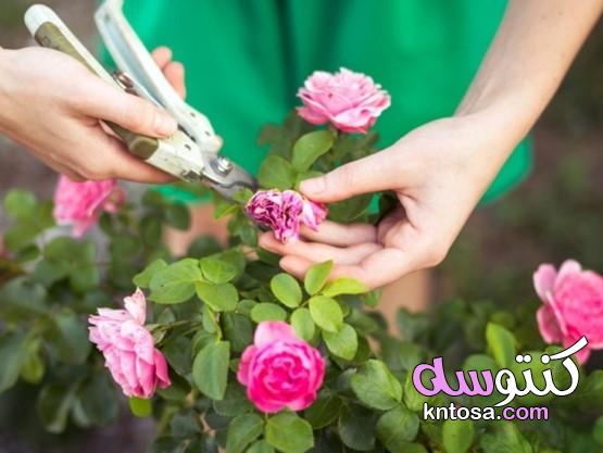 ما الأخطاء التي يجب تجنبها عند زراعة الورود؟ kntosa.com_12_20_160