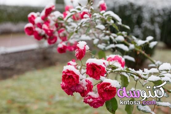 ما الأخطاء التي يجب تجنبها عند زراعة الورود؟ kntosa.com_12_20_160