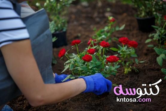 طريقة زراعة الورد الجوري بالصور kntosa.com_12_21_161