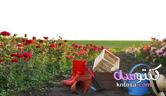 طريقة زراعة الورد الجوري بالصور kntosa.com_12_21_161