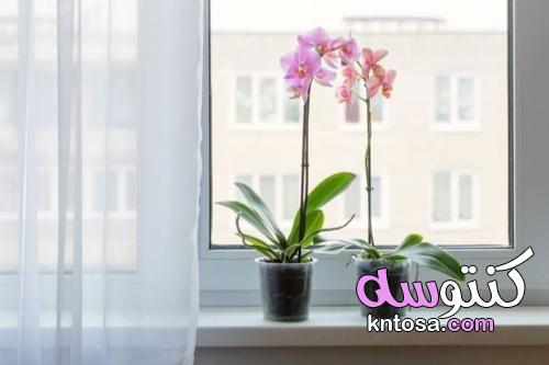 نباتات تجلب السعادة والطاقة الإيجابية للمنزل kntosa.com_12_21_163