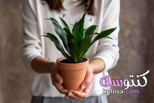 نباتات تجلب السعادة والطاقة الإيجابية للمنزل kntosa.com_12_21_163