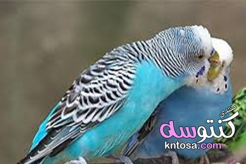 لو بتحب تربية العصافير.. 15 نصيحة هتساعدك فى الحفاظ عليها kntosa.com_13_19_155