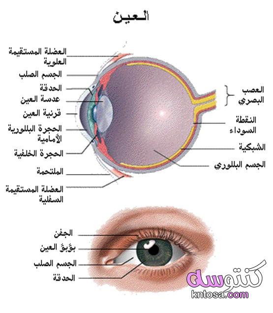 مكوّنات العين البشريّة ووظائفها،المحافظة على العين، حالات مرضية تصيب العين kntosa.com_13_19_157