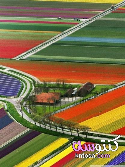 حقول التولِيب في هولنَدا,مزارع الورود في هولندا,ورد توليب, حديقة التوليب في هولندا kntosa.com_13_19_157