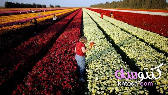 حقول التولِيب في هولنَدا,مزارع الورود في هولندا,ورد توليب, حديقة التوليب في هولندا kntosa.com_13_19_157