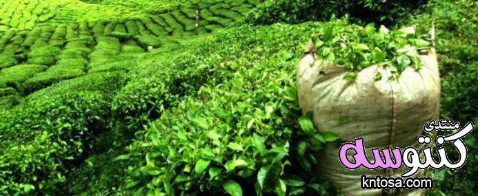 زراعة الشاي الاخضر.كيفية زراعة الشاي بالخطوات.زراعة الشاي الاسود.كيفية زراعة الشاي.مناخ زراعة الشاي kntosa.com_14_18_153