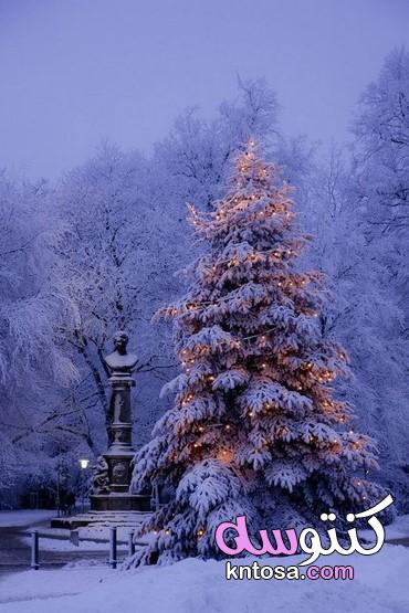 أجمل أشجار الكريسماس على مستوى العالم،أجمل شجرة لعيد الميلاد،اجمل ديكورات لشجر الكريسماس 2020 kntosa.com_14_19_157