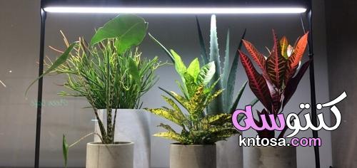النباتات التي تعطي طاقة سلبية kntosa.com_14_21_162
