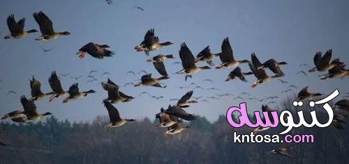 سلوك الهجرة عند الطيور .. وكيف تنجو من برد الشتاء kntosa.com_14_21_163