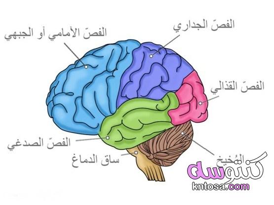 الفرق بين المخ والعقل وخواص كل منهما