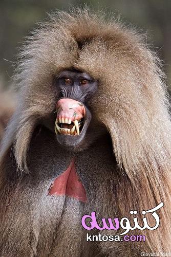 ما هي الحيوانات التي أسنانها تطول باستمرار kntosa.com_14_22_164