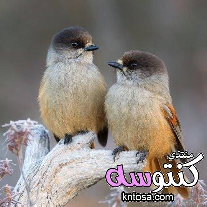طيور بألوان جميلة،صور طيور من الطبيعه 2019,صورطيورغريبة,صور عصافير ملونه انستقرام kntosa.com_15_18_154