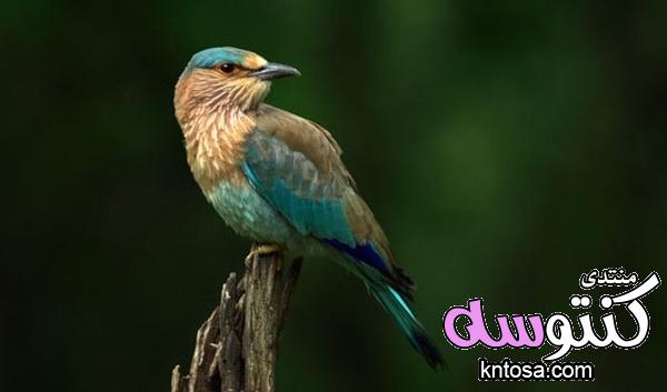 طيور بألوان جميلة،صور طيور من الطبيعه 2019,صورطيورغريبة,صور عصافير ملونه انستقرام kntosa.com_15_18_154