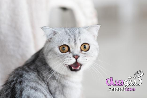 العدوانية عند القطط,كيف تستطيع أن تفهم لغة عيون القطط,الثقة عند القطط,إثارة القطط,لغة عيون القطط kntosa.com_15_19_155
