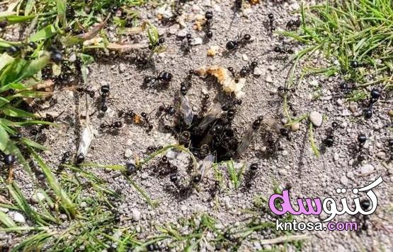 طريقة "Dedovsky" التي ستتيح لك التخلص من النمل المزعج في الموقع kntosa.com_15_21_161