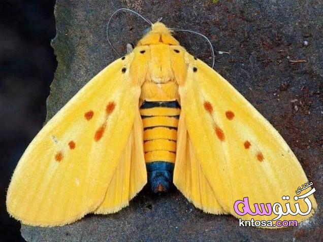 صور فراشات طبيعية 2019,فراشه غريبة الشكل سبحان الله,شاهد عجائب المخلوقات رحلة الفراشات المدهشة kntosa.com_16_19_154