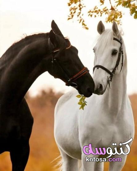 اجمل خيول عربية اصيلة,اجمل الخيول العربية الاصيلة في مصر,رمزيات خيول رومانسيه kntosa.com_16_19_156