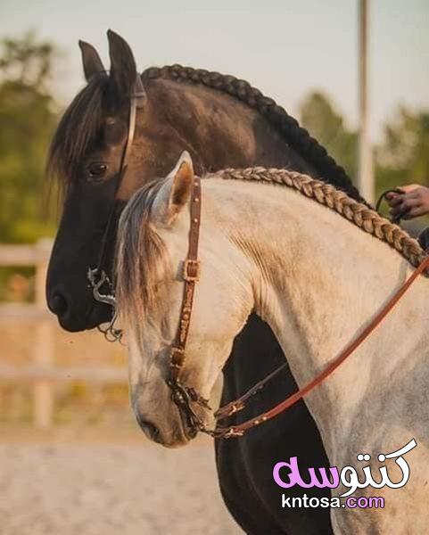 اجمل خيول عربية اصيلة,اجمل الخيول العربية الاصيلة في مصر,رمزيات خيول رومانسيه kntosa.com_16_19_156
