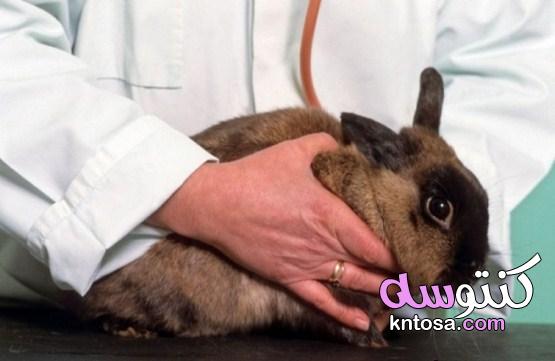 كيف تتعرف على علامات الصحة لدى الأرانب ؟ kntosa.com_16_19_156