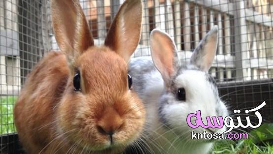 كيف تتعرف على علامات الصحة لدى الأرانب ؟ kntosa.com_16_19_156