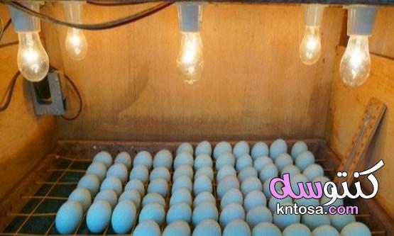 صنع فقاسة بيض منزلية بالخطوات