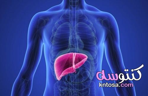 أهم المعلومات عن تحليل وظائف الكبد kntosa.com_16_21_162