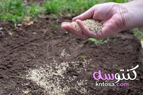 إلى أي مدى يمكنك زراعة بذور العشب في وقت متأخر من العام؟ kntosa.com_16_21_163