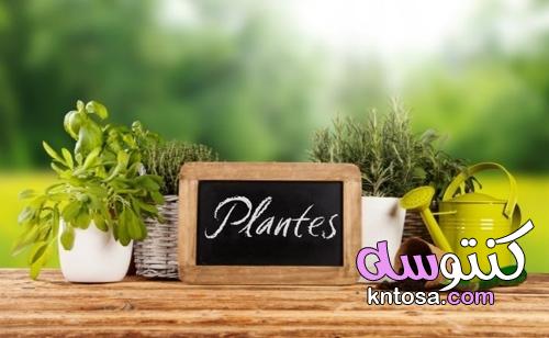 المطبخ: النباتات العطرية لتكون في متناول يدك kntosa.com_16_21_163
