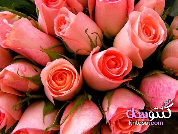 اجمل الورود الرومانسية,ورد طبيعى روعه,خلفيات ورود جميلة جدا,ورود الحب2019 kntosa.com_17_18_154