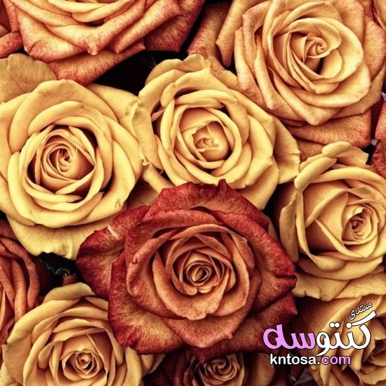 اجمل الورود الرومانسية,ورد طبيعى روعه,خلفيات ورود جميلة جدا,ورود الحب2019 kntosa.com_17_18_154