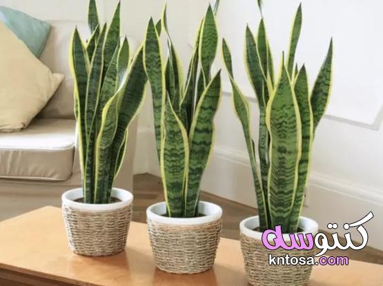 أهم النباتات التي تنقي الهواء في منزلك،النباتات التي يمكن أن تساعد في التخلص من العفن حول منزلك kntosa.com_17_20_157