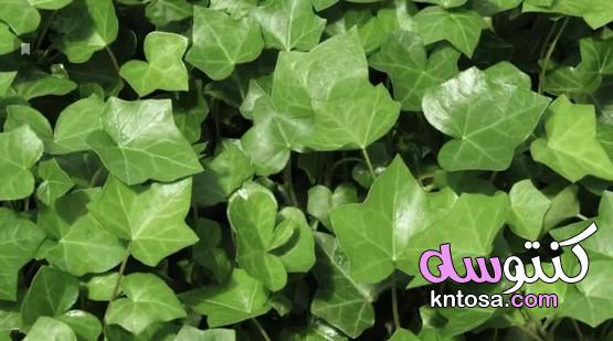 أهم النباتات التي تنقي الهواء في منزلك،النباتات التي يمكن أن تساعد في التخلص من العفن حول منزلك kntosa.com_17_20_157