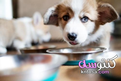 طعام الكلاب المختلط: 6 نصائح لوضعها موضع التنفيذ kntosa.com_17_21_162