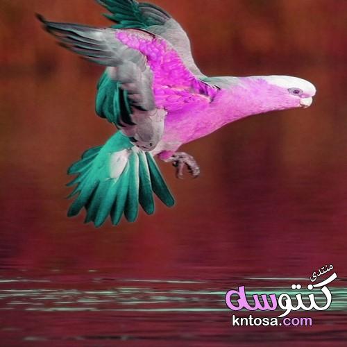 صور طبيعة وطيور رائعة ،صور طبيعة خلابة وطيوربديعة، صور طبيعة جذابة 2019 kntosa.com_18_19_155
