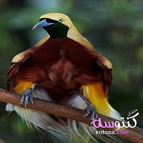 صور طبيعة وطيور رائعة ،صور طبيعة خلابة وطيوربديعة، صور طبيعة جذابة 2019 kntosa.com_18_19_155