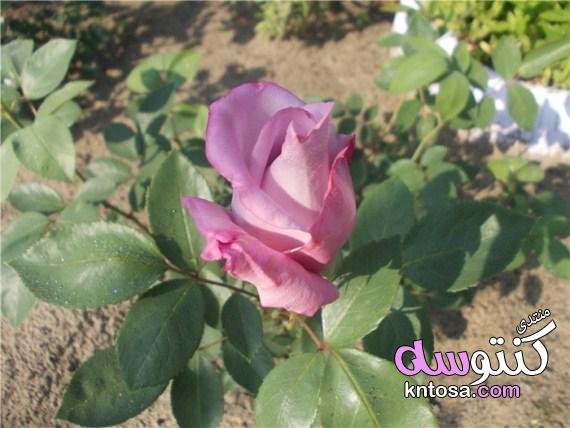 كيف تنمو شجيرة الورد من زهرة مقطوعة,زراعة العقل بطريقه سهلة و بالصور kntosa.com_18_19_155