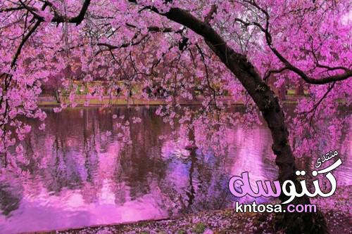 صور طبيعية جذابة لفصل الربيع hd 2019 , أجمل صور حدائق وأزهار الربيع 2019 kntosa.com_18_19_155