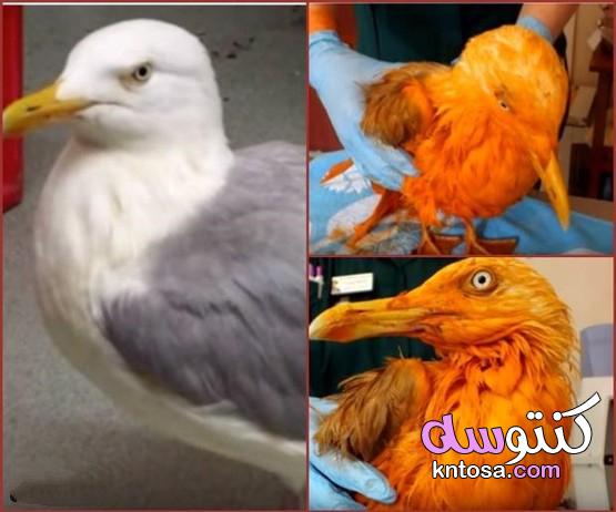 طائر نورس يتحول إلى اللون البرتقالي,صور.. هذه حقيقة الطائر البرتقالى المعجزة kntosa.com_18_19_156