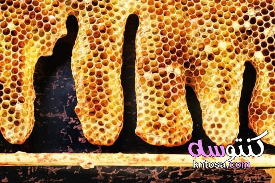 كم مرة ينتج النحل العسل في السنة kntosa.com_18_20_160