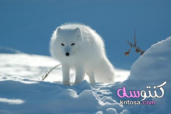 الحيوانات التي تعيش في المناطق القطبيه kntosa.com_18_21_161