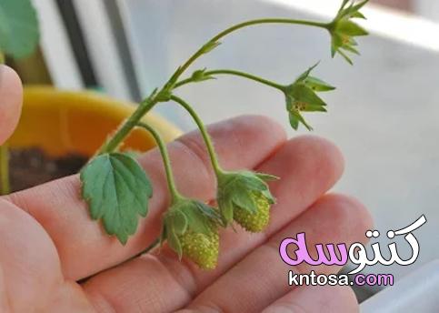 كيف تزرع الفراولة من بذورها؟ kntosa.com_18_21_162