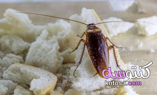 كيف تتخلص من الصراصير في المنزل؟ kntosa.com_18_21_162