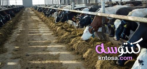 كم تأكل البقرة في اليوم ؟.. ‶ كمية العلف التي تحتاجها ″ kntosa.com_18_22_164