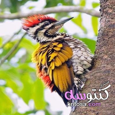 أروع صور طيور،صور طبيعة خلابة وطيور بديعة، صور طبيعة جذابة 2019 kntosa.com_19_19_155