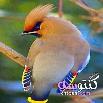 أروع صور طيور،صور طبيعة خلابة وطيور بديعة، صور طبيعة جذابة 2019 kntosa.com_19_19_155