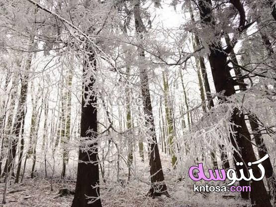 صور مناظر طبيعية الغابات في الشتاء 2020، الغابات وقت الثلوج2020، صور الغاب kntosa.com_19_19_156