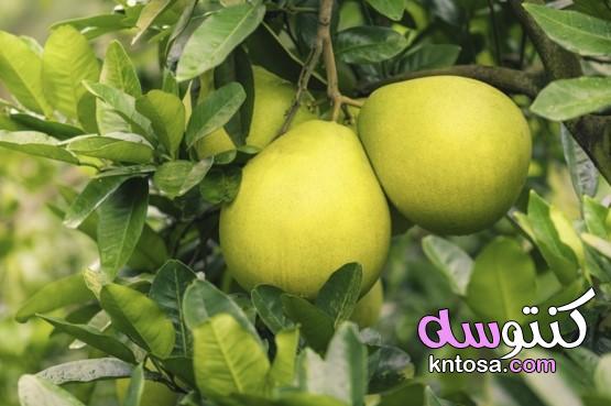 فاكهة البوميلو المذهلة - الأصول والفوائد kntosa.com_19_20_160