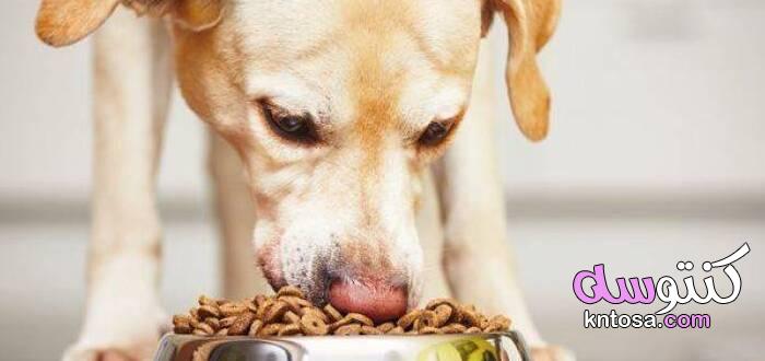 ما هي الأطعمة التي تحب الكلاب تناولها kntosa.com_19_21_162