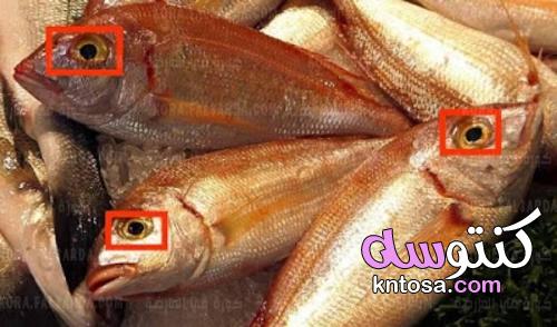 قبل الشراء.. أسهل طريقة لمعرفة السمك الطازج من الفاسد kntosa.com_19_21_162
